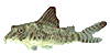 Сомик