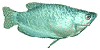 Гурами