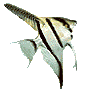 Скалярия